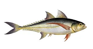 Historical Fish Illustration Drucke: Fish, Fish, Group of perch relatives