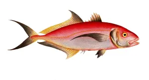 Historical Fish Illustration Drucke: Fish, fish, group of perch relatives