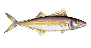 Historical Fish Illustration Drucke: Fish, Fish, Group of perch relatives