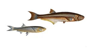 Digital Restoration Work Drucke: Fish, fish, left: Genus of carp fish