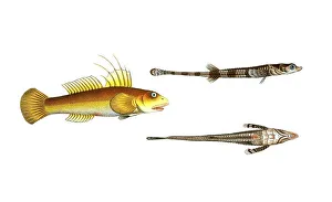 Digitally Restored Woodcuts Drucke: Fish, fish, left: Gobius pluemieri