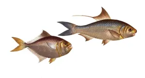 Fisch Fisch links Gruppe der Hechtverwandten Scomber minutus das kleine Makkarel