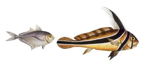 Digital Restoration Work Drucke: Fish, fish, left: Group of perch relatives