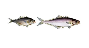 Digital Restoration Work Drucke: Fish, fish, left: Group of perch relatives, Scomber calcar, Der Sporn, the Spur-back