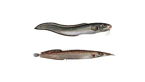 Digitally Restored Woodcuts Drucke: Fish, fish, left: Ophidium aculeatum