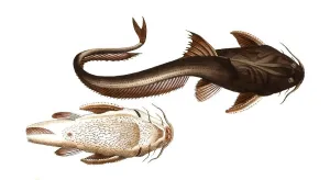 Fisch Fisch Platystacus cotylephorus Der Aspread Historischer Digitalrekonstruktionswert aus dem frühen 19. Jahrhundert nicht angegeben