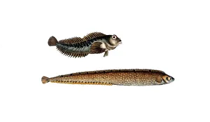 Vintage Styled Animal Illustrations Drucke: Fish, fish, top: Blennios pholis