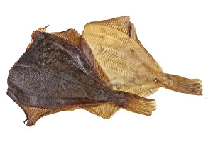 Studio Shot Of A Fish Drucke: Fish on an isolated studio background
