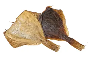 Studio Shot Of A Fish Drucke: Fish on an isolated studio background
