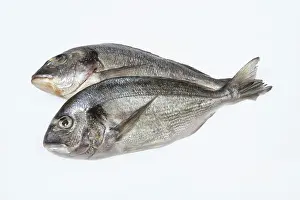 Single Colored Background Image Drucke: Fish on an isolated white studio background