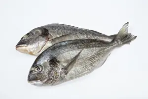 Studio Shot Of Fish Meal Drucke: Fish on an isolated white studio background