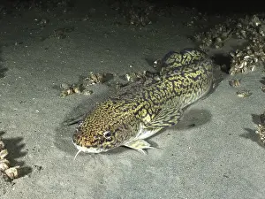 Drucke von Ein Fisch mit einem gemusterten Körper, Burbot, Lota lota, Rotaugle im sandigen Boden. Tauchplatz Steilwand, Wallhausen, Bodensee, Deutschland Quappe Drucke: Ein Fisch mit einem gemusterten Körper, Burbot.