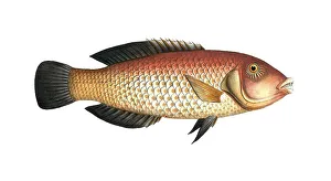 Historical Animal Depiction Drucke: Fish, Pisces, Larus melapterus
