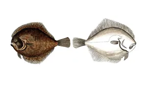 Historical Fish Illustration Drucke: Fish, Pisces, Pleuronectus rhombus
