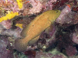 Drucke von Ein Fisch mit einem rötlich-braunen Schuppenmuster, der Blutrote Edelsteinwels (Cephalopholis cruentata), in großer Nähe an einer Korallenriffschicht Buntbarsch Drucke: Ein Fisch mit einer rötlich-braunen Schuppenmuster.