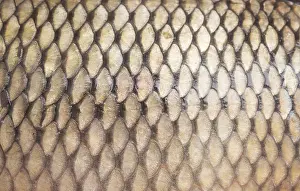 Construction Site Images Drucke: Fish scale background