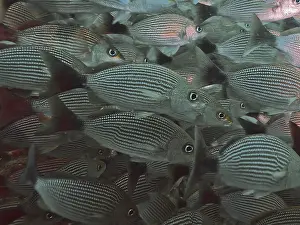Wild Animal Underwater Shots Drucke: Fish with striking line patterns