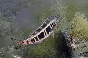 Atlantic Ocean Wildlife Drucke: A fish with a striking pattern