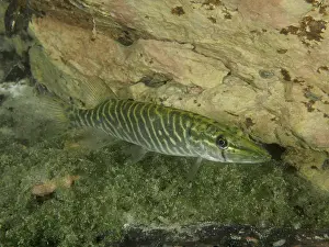 Drucke von Fische mit Streifenmuster, Hecht (Esox lucius), in der Nähe eines felsigen Grundes, Tauchplatz Zollbrücke, Rheinau, Kanton Zürich, Rhein, Hochrhein N Drucke: Fische mit Streifenmuster, Hecht (Esox lucius)