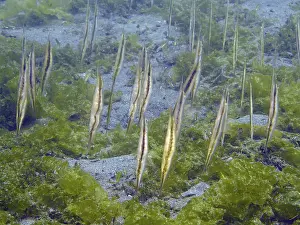 Wild Animal Photography Indonesia Drucke: Several fish, striped snipefish