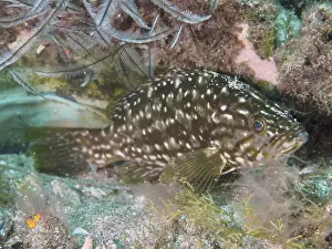 Drucke von Ein Fisch mit einem weißen gefleckten Muster, der Macaronesische Grunt (Mycteroperca fusca), ein Grunt, versteckt sich in dem Riff, das Tauchgebiet Risco Verde, Arinaga, Gran Canaria, Spanien Zackenbarsch Drucke: Ein Fisch mit einem weißen gesprenkelten Muster.