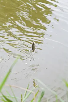 European River Scene Drucke: Fished small bream hanging on fishhook above river