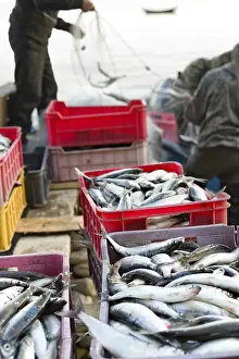 Fishermen At Work Drucke: Fishermen take fish out of a net