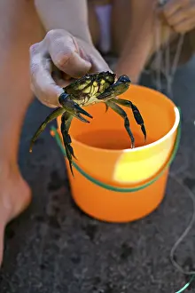 Close Up Crab Drucke: Fishing for crabs
