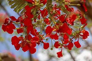 Travel Photography In Namibia Drucke: Flame tree (Delonix regia), Namibia