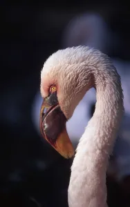Colorful Animal Photography Drucke: Flamingo