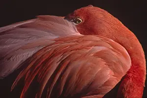 Bird In The Wild Drucke: Flamingo, Phoenicopterus