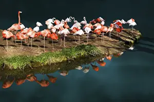 Gerahmter Druck : Flamingoinsel Gerahmter Druck : Flamingoinsel