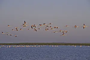 Flamingos In The Wild Drucke: Flamingos in the evening light