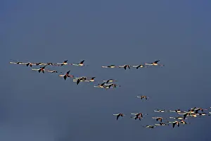 Drucke von Flamingos im Abendlicht, Phoenicopterus ruber, Vogelzug in der Camargue Amerikanischer Flamingo Drucke: Flamingos im Abendlicht.