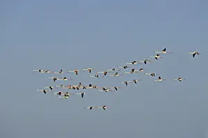 Drucke von Flamingos im Abendlicht, Phoenicopterus ruber, Vogelzug in der Camargue Amerikanischer Flamingo Drucke: Flamingos im Abendlicht.