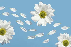 High Quality Photos Drucke: Flat lay spring daisies with petals