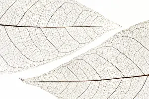 Christmas Decorative Item Drucke: Flat lay transparent leaves texture