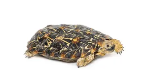 Reptile Studio Shot Drucke: Flat-shelled pancake tortoise, Malacochersus tornieri
