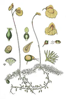 Agricultural Crop Pictures Drucke: Flatleaf bladderwort (Utricularia intermedia)
