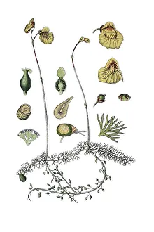 Medicinal Plant History Drucke: Flatleaf bladderwort (Utricularia intermedia)