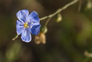 Balkan Peninsula Plants Drucke: Flax, flax spec. linaceae, linum spec