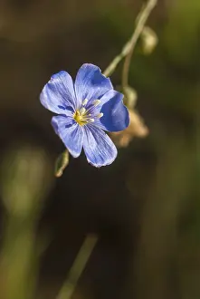 Blue Flowering Plant Drucke: Flax, linseed spec. linaceae, linum spec