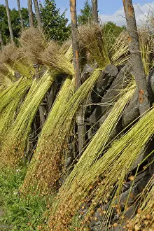 Northern Europe Botany Drucke: Flax sheaves are dried, flax processing