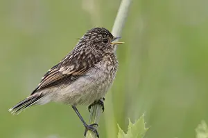 Old World Flycatcher Drucke: Fledgling stonechat sitting on a branch