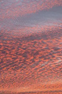 Central European Cloudy Skies Drucke: Fleecy clouds (Altocumulus) in the evening cloudy sky