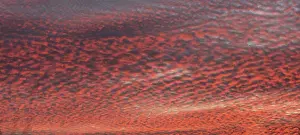 Bavaria Germany Weather Drucke: Fleecy clouds (Altocumulus) in the evening cloudy sky