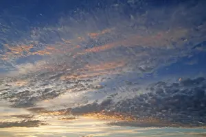 Backlit Cloud Formation Drucke: Fleecy clouds, altocumulus, in the evening sky