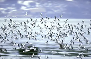 Snowy Landscape Drucke: Flight / flock