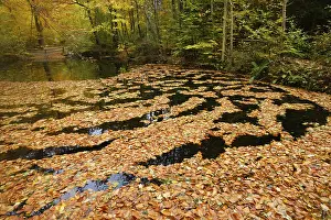 Harz National Park Drucke: Floating beech leaves, Eckertal