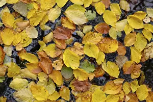 Deserted River Scene Germany Drucke: Floating beech leaves in the river Ecker